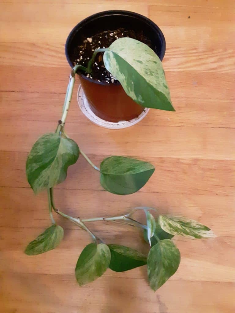 The Best Humidity Level For Plants Plus How To Achieve It Greenupside