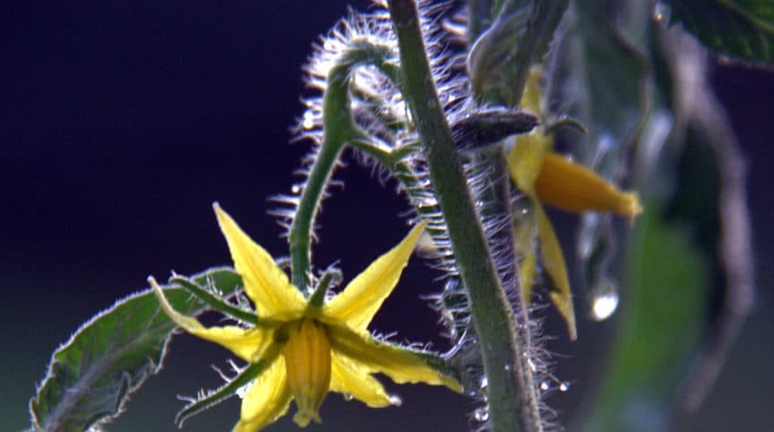 tomato flower