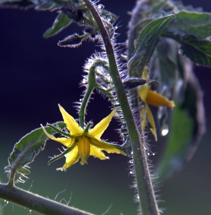 Do Tomato Plants Self Pollinate? (How to Hand Pollinate) GreenUpSide