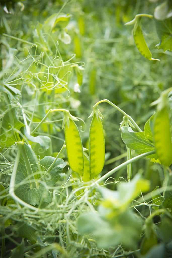 Pea Plants Not Flowering? Here's Why, and How to Fix It GreenUpSide