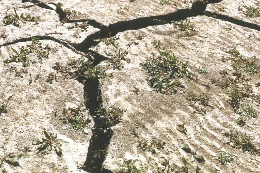 Causes of Magnesium Deficiency in Plants, and How to Fix It GreenUpSide