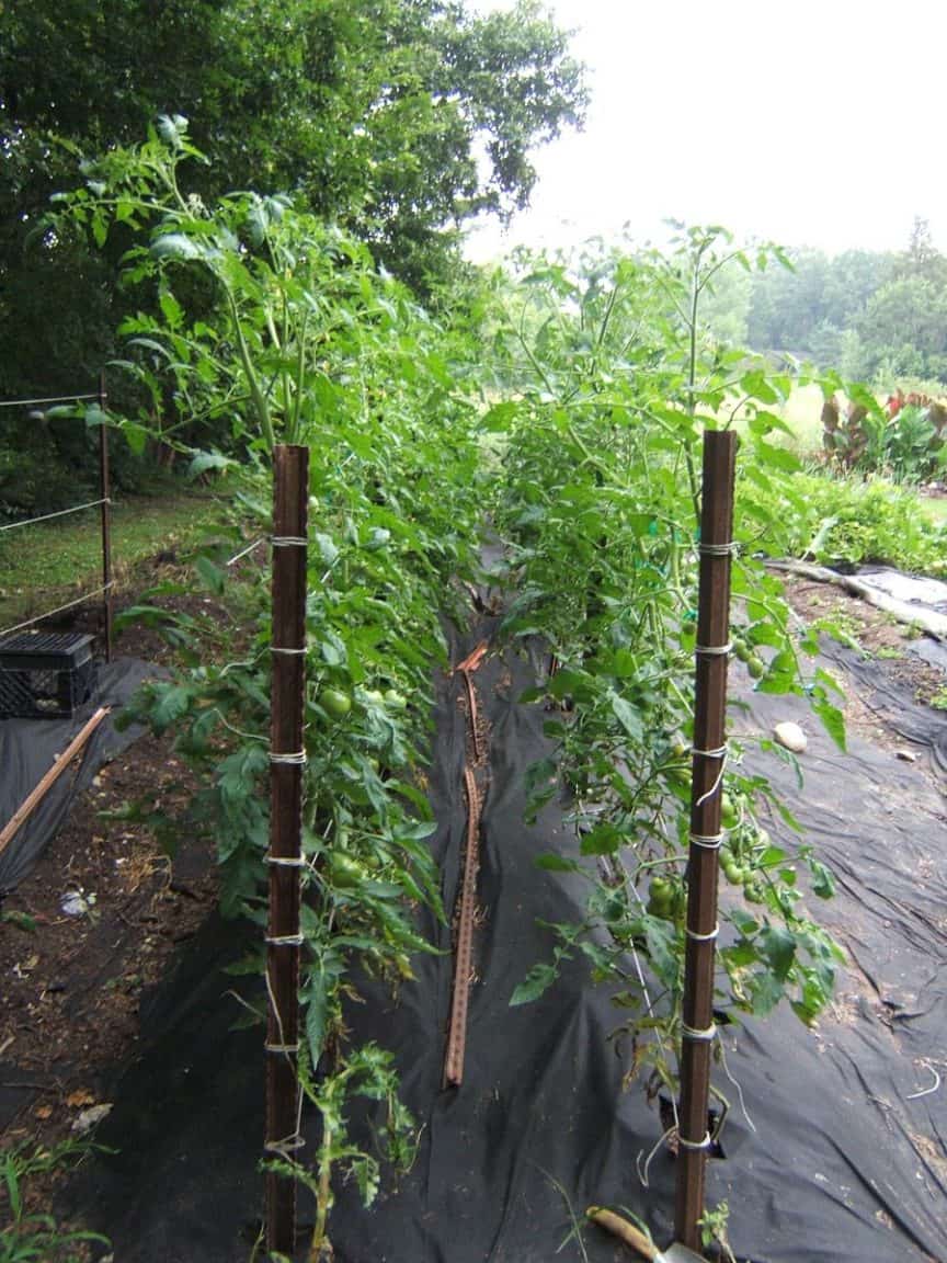 Why Tomato Plants Need Support, and How to Do it Right GreenUpSide