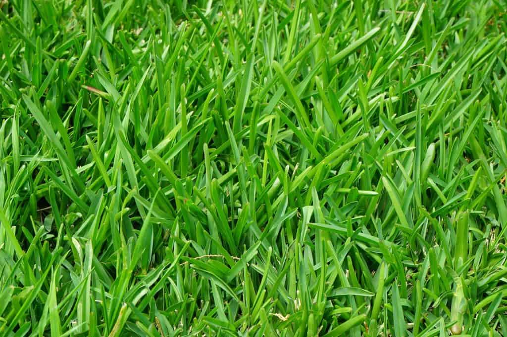 Can You Use Lawn Fertilizer In Your Garden? (Never Do This) greenupside