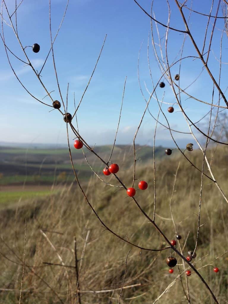 What Are The Red Berries On My Asparagus Plants? (Asparagus Berries