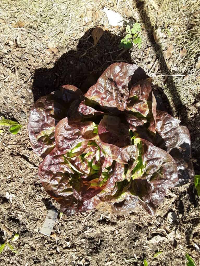 Why Are My Lettuce Bitter? (This Is How To Stop It) greenupside