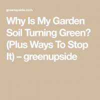 Garden Soil Turning Green? (Plus 6 Tips You Can Use To Stop It ...