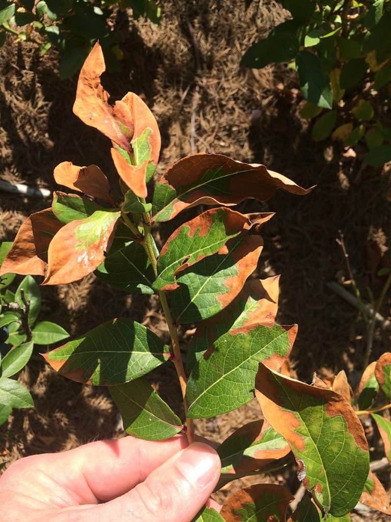 Which Fertilizers Are Low In Nitrogen? greenupside