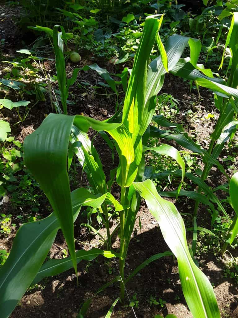 When Does Corn Produce Ears? GreenUpSide