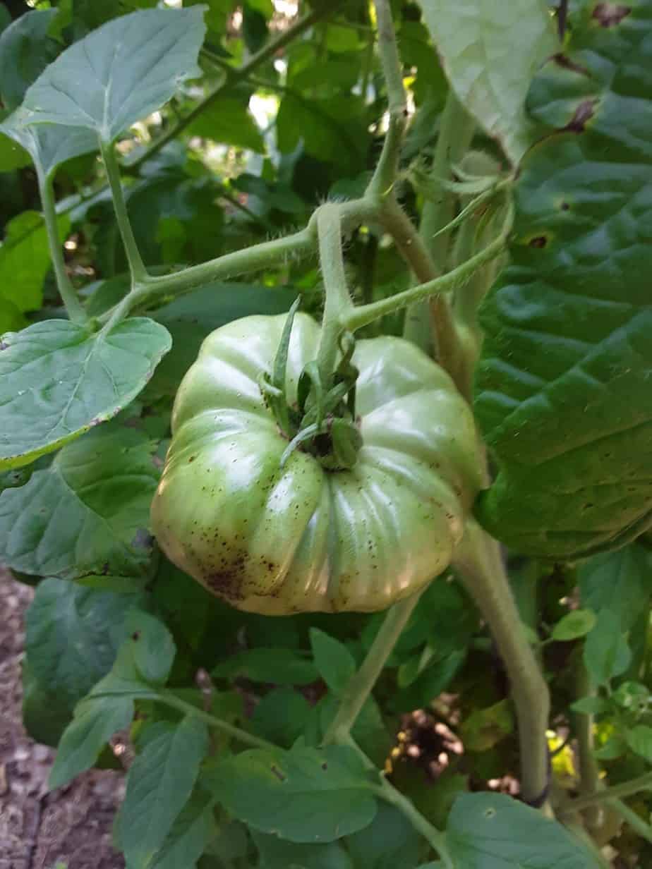 Why Are My Tomato Plants Falling Over? (3 Ways To Stop It) greenupside