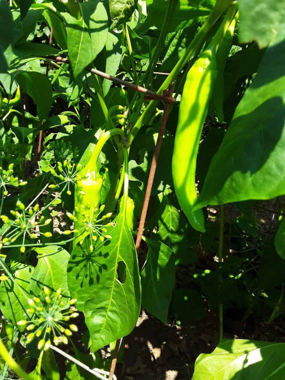 Vegetables For Acidic Soil (10 Vegetables For Soil With Low pH