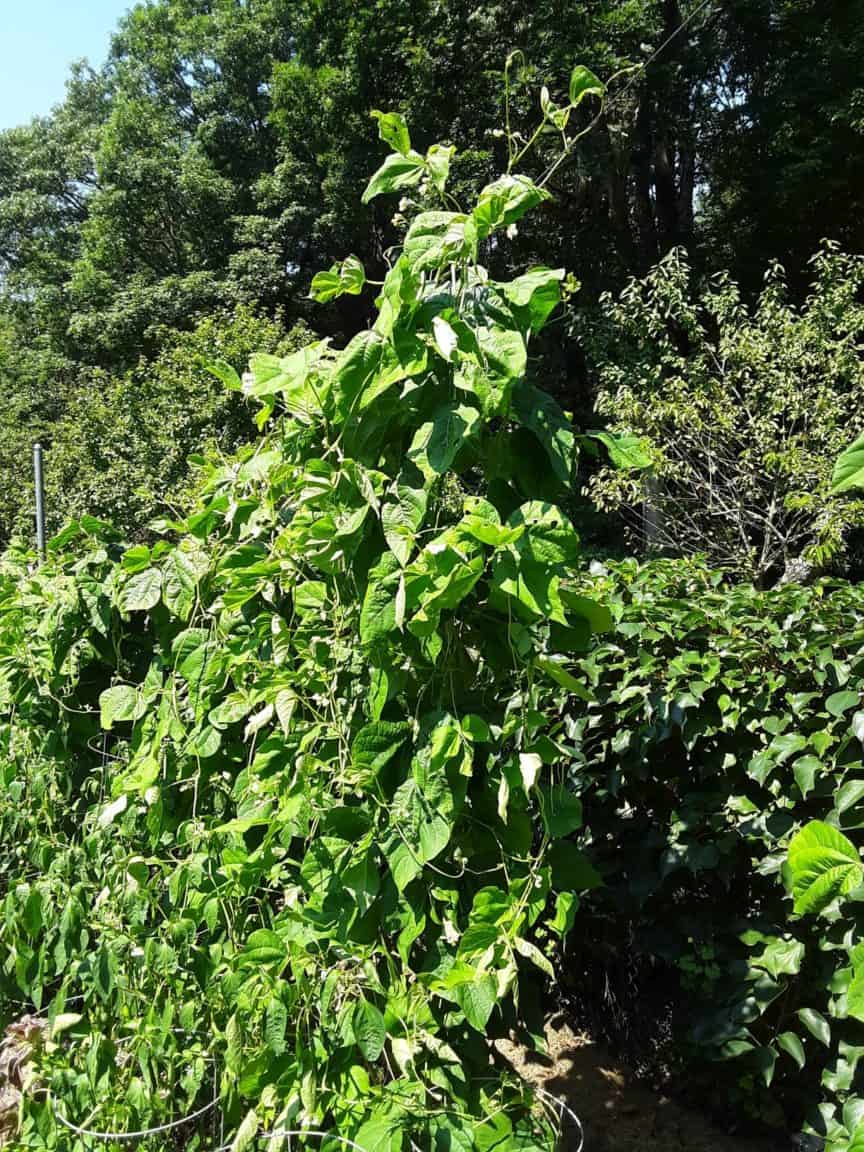 How To Speed Up Plant Growth GreenUpSide