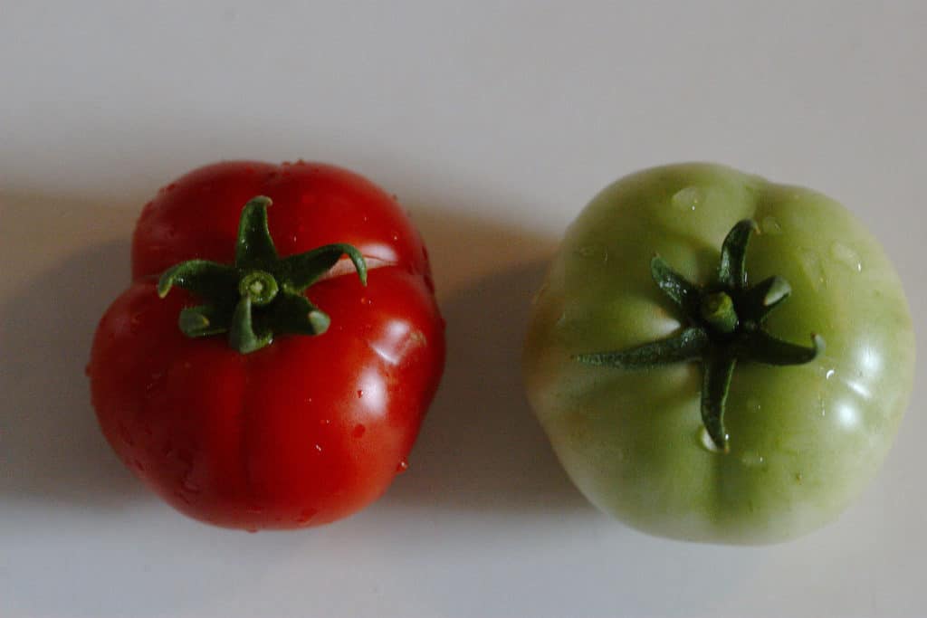 How Big Do Early Girl Tomatoes Get? greenupside
