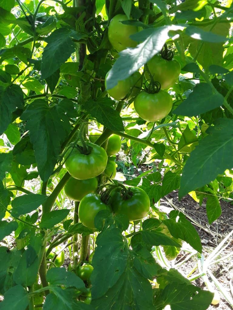 Is Lime Good for Tomato Plants? (3 Benefits & 3 Cautions) greenupside