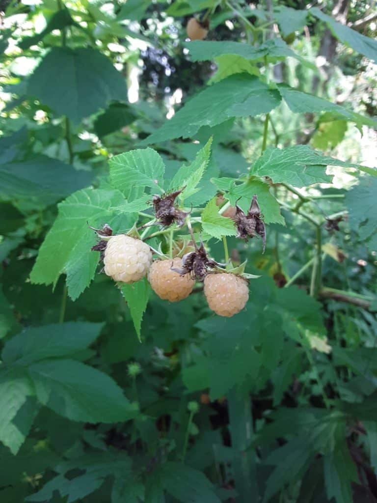 Yellow Raspberries greenupside