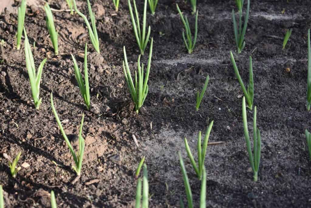 Can You Mulch Around Onions? (Plus Best Mulches to Use) greenupside