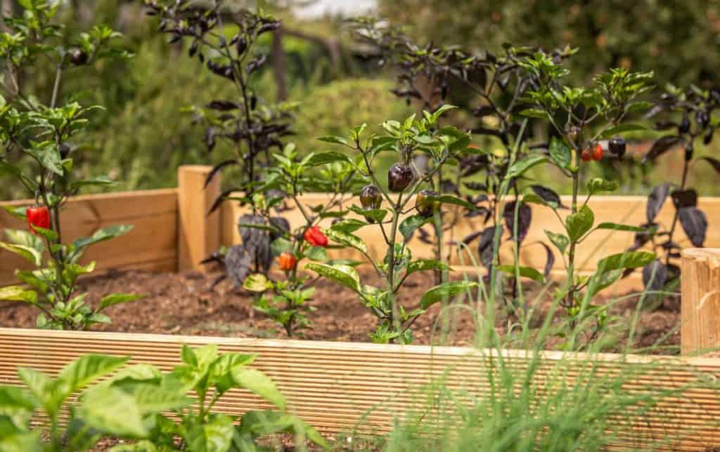 raised bed