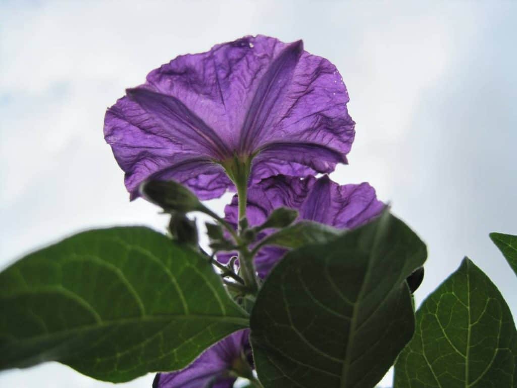 Why Is My Potato Plant Flowering? greenupside Why Is My Potato Plant Flowering? greenupside