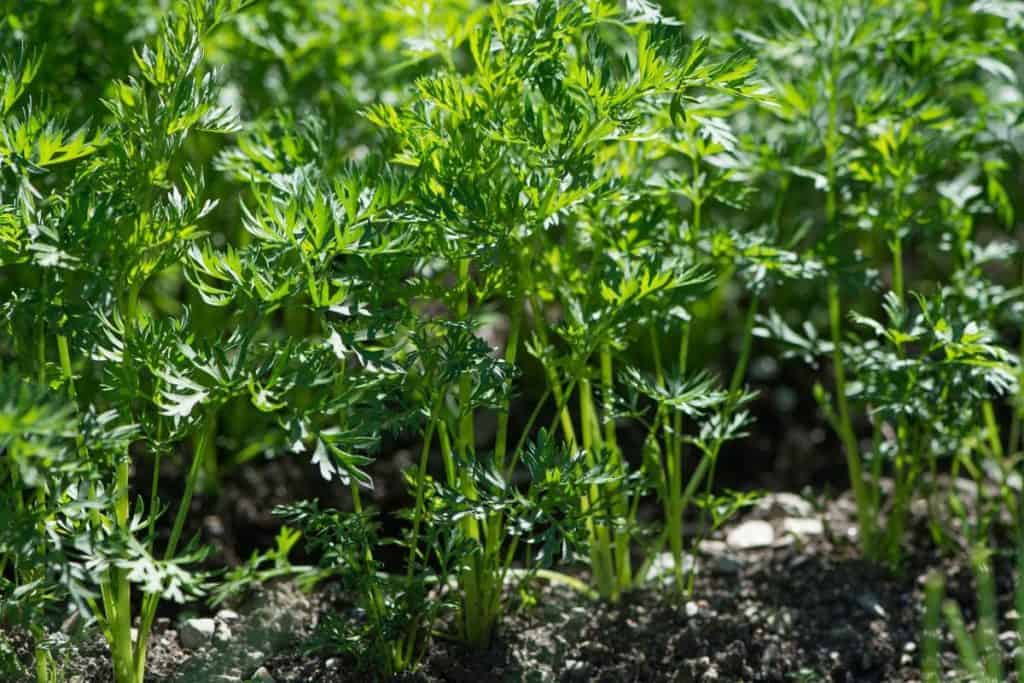 How Much Depth and Space Do Carrots Need to Grow? greenupside