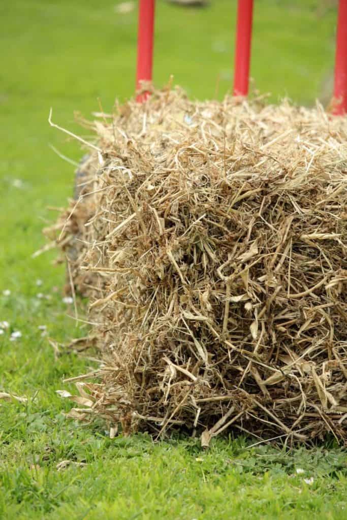 Can You Grow Tomatoes In Straw Bales Remember This Step Greenupside Can You Grow Tomatoes In Straw Bales Remember This Step Greenupside