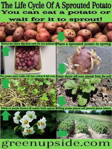 Life Cycle Of A Sprouted Potato – GreenUpside – Learn how to grow a