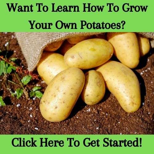 How Much Depth & Space Do Potatoes Need to Grow? (3 Things To Know) greenupside