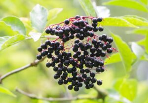 black elderberries 2